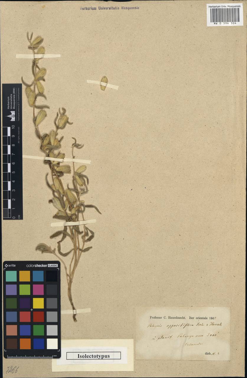Phlomis oppositiflora Boiss. & Hausskn., South Asia, South Asia (Asia outside ex-Soviet states and Mongolia) (ASIA) (Turkey)
