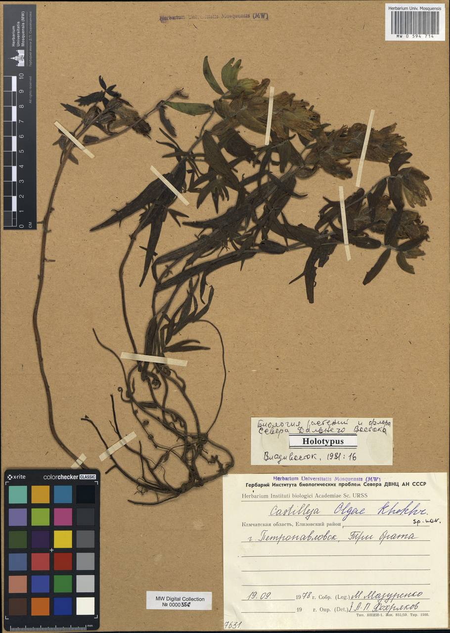 Castilleja olgae A.P. Khokhryakov, Siberia, Chukotka & Kamchatka (S7) (Russia)