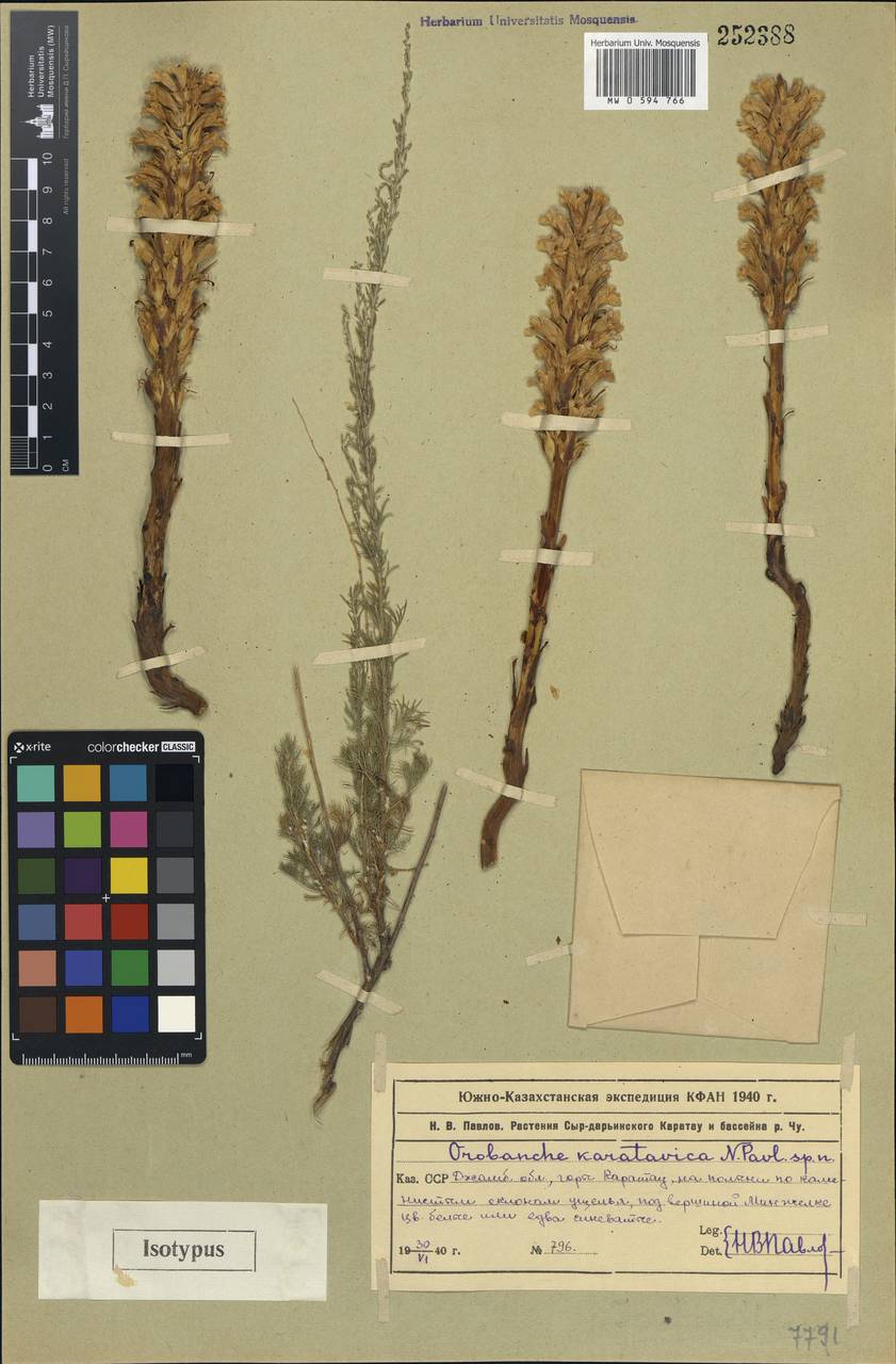 Phelipanche pallens (Bunge ex Ledeb.) Soják, Middle Asia, Western Tian Shan & Karatau (M3) (Kazakhstan)