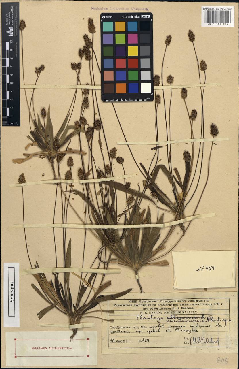 Plantago karataviensis, Middle Asia, Western Tian Shan & Karatau (M3) (Kazakhstan)