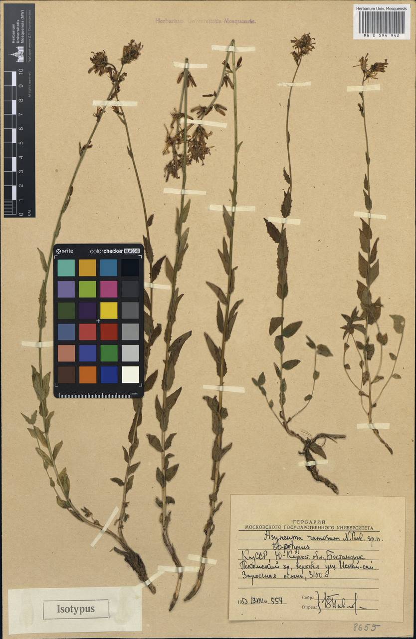 Asyneuma argutum subsp. argutum, Middle Asia, Western Tian Shan & Karatau (M3) (Uzbekistan)