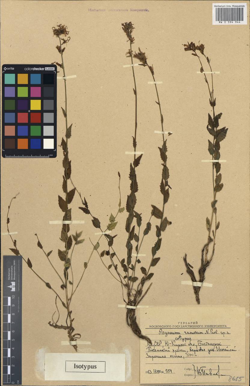 Asyneuma argutum subsp. argutum, Middle Asia, Western Tian Shan & Karatau (M3) (Uzbekistan)