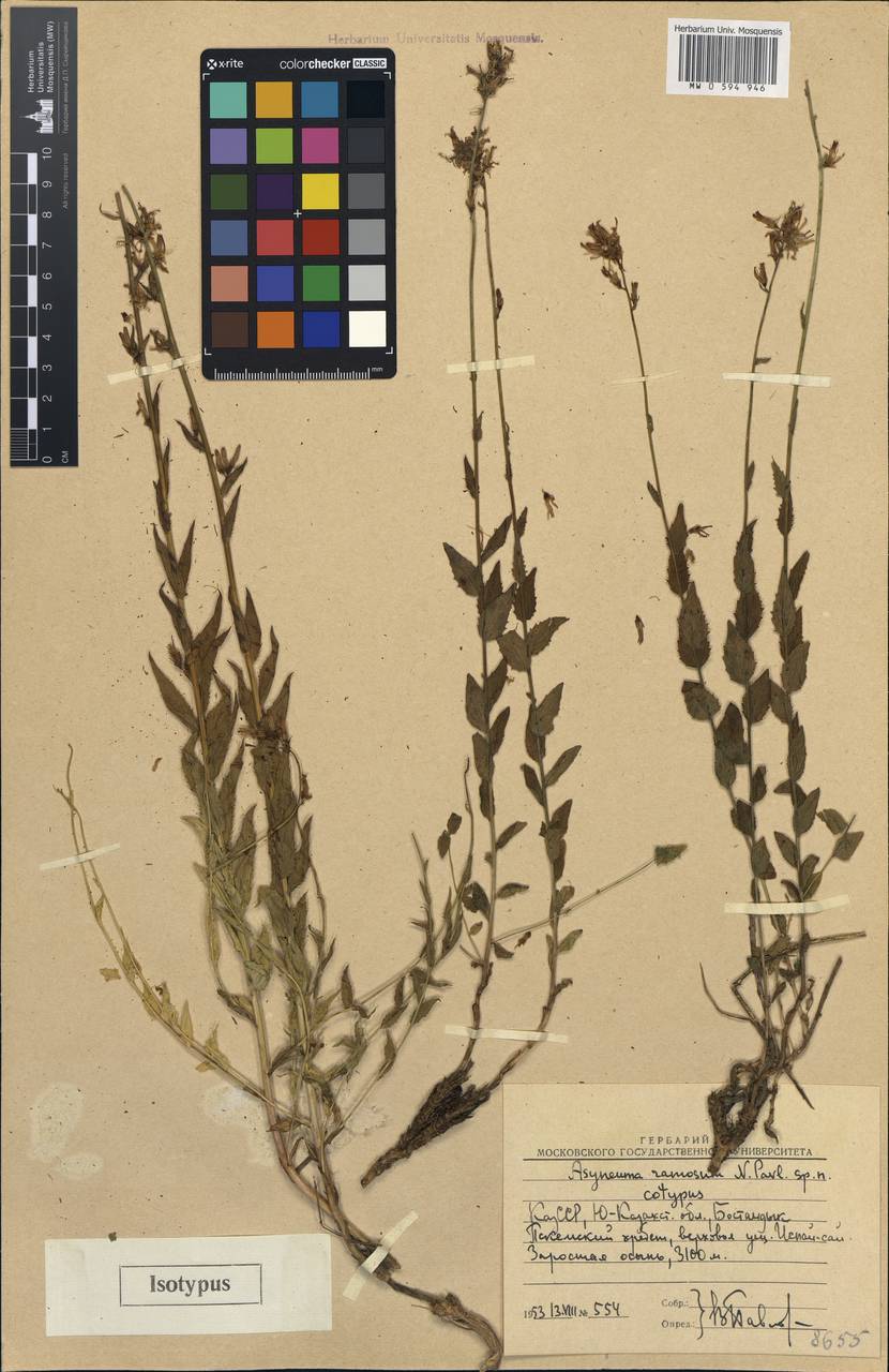 Asyneuma argutum subsp. argutum, Middle Asia, Western Tian Shan & Karatau (M3) (Uzbekistan)