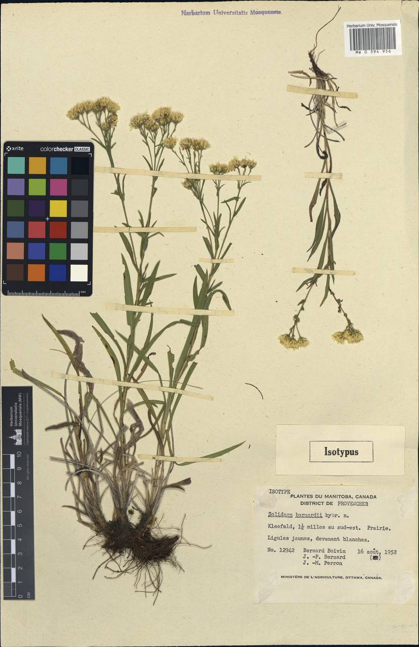Solidago ×bernardii B. Boivin, America (AMER) (Canada)