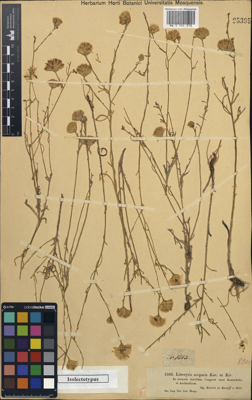 Galatella scoparia (Kar. & Kir.) Novopokr., Middle Asia, Muyunkumy, Balkhash & Betpak-Dala (M9) (Kazakhstan)