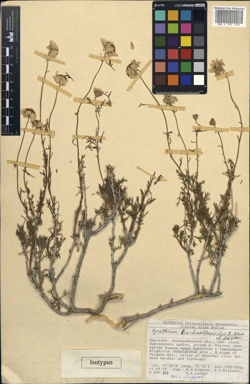 Richteria brachanthemoides (Kamelin & Lazkov) Sennikov, Middle Asia, Western Tian Shan & Karatau (M3) (Kyrgyzstan)