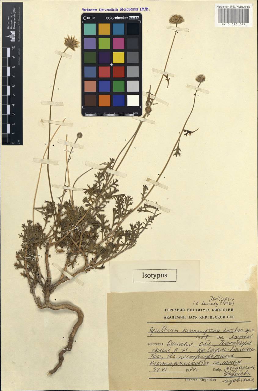 Richteria sussamyrensis (Lazkov) Sennikov, Middle Asia, Western Tian Shan & Karatau (M3) (Kyrgyzstan)