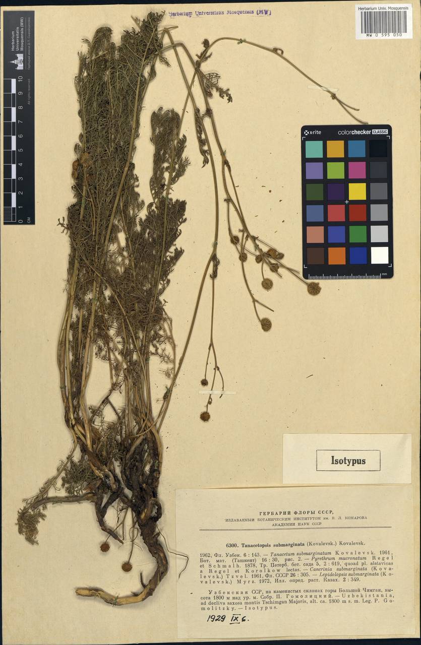 Tanacetopsis submarginata (S. Kovalevsk.) S. Kovalevsk., Middle Asia, Western Tian Shan & Karatau (M3) (Uzbekistan)