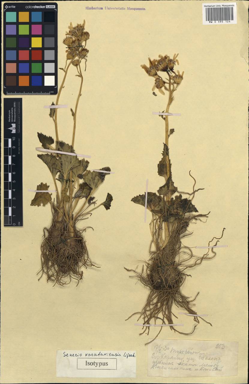 Vickifunkia karataviensis (Lipsch.) C. Ren, L. Wang, I. D. Illar. & Q. E. Yang, Middle Asia, Western Tian Shan & Karatau (M3) (Kazakhstan)