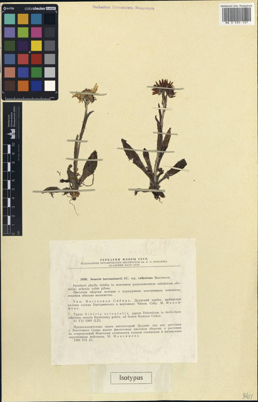 Senecio turczaninovii, Siberia, Baikal & Transbaikal region (S4) (Russia)