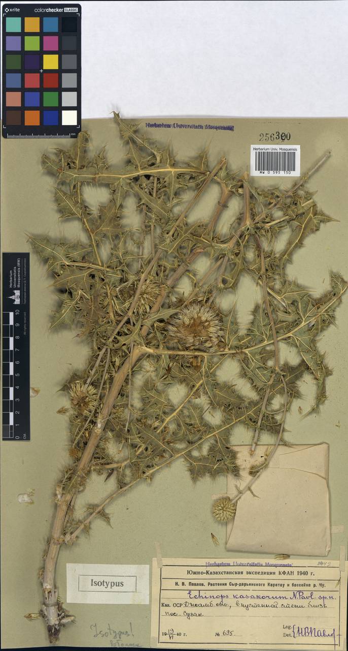 Echinops kasakorum Pavlov, Middle Asia, Muyunkumy, Balkhash & Betpak-Dala (M9) (Kazakhstan)