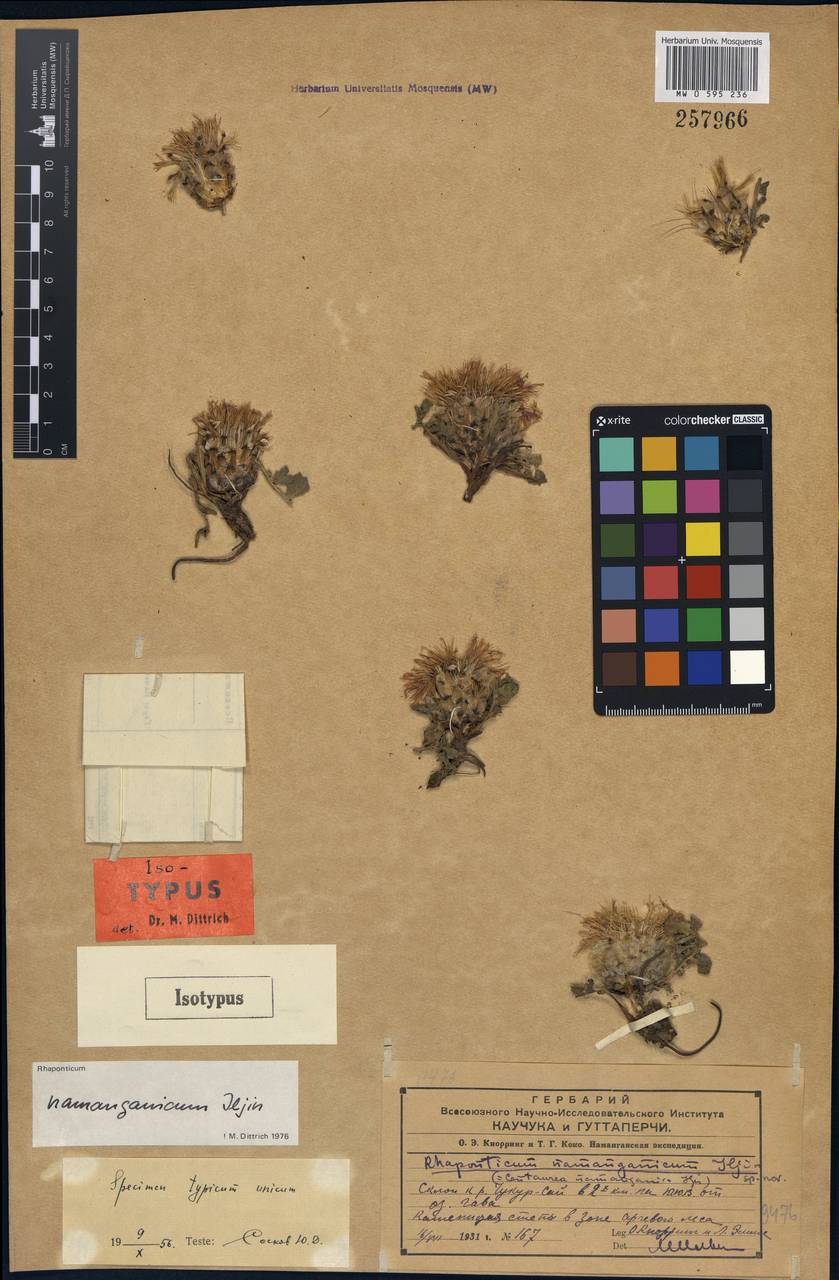 Rhaponticum namanganicum Iljin, Middle Asia, Western Tian Shan & Karatau (M3) (Uzbekistan)