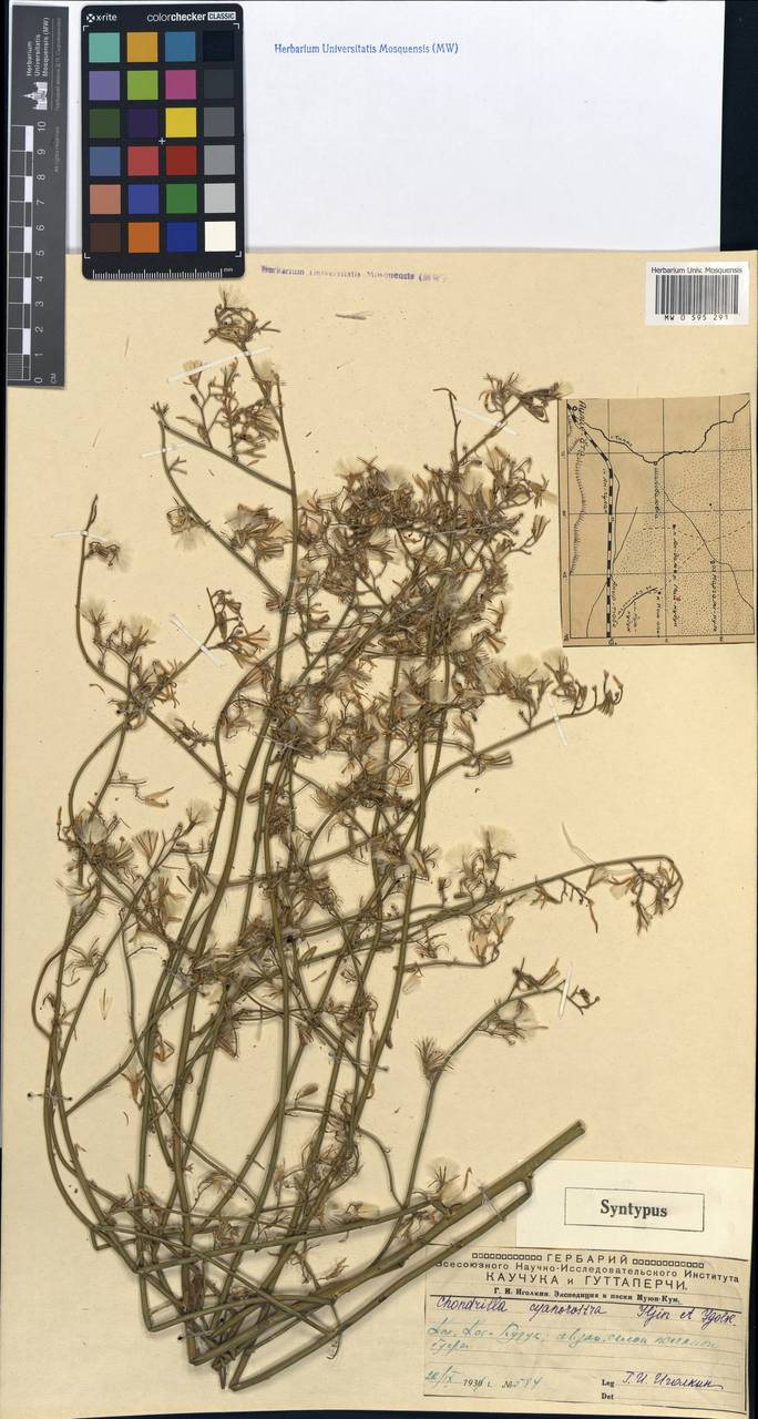 Chondrilla cyanorostris, Middle Asia, Muyunkumy, Balkhash & Betpak-Dala (M9) (Kazakhstan)