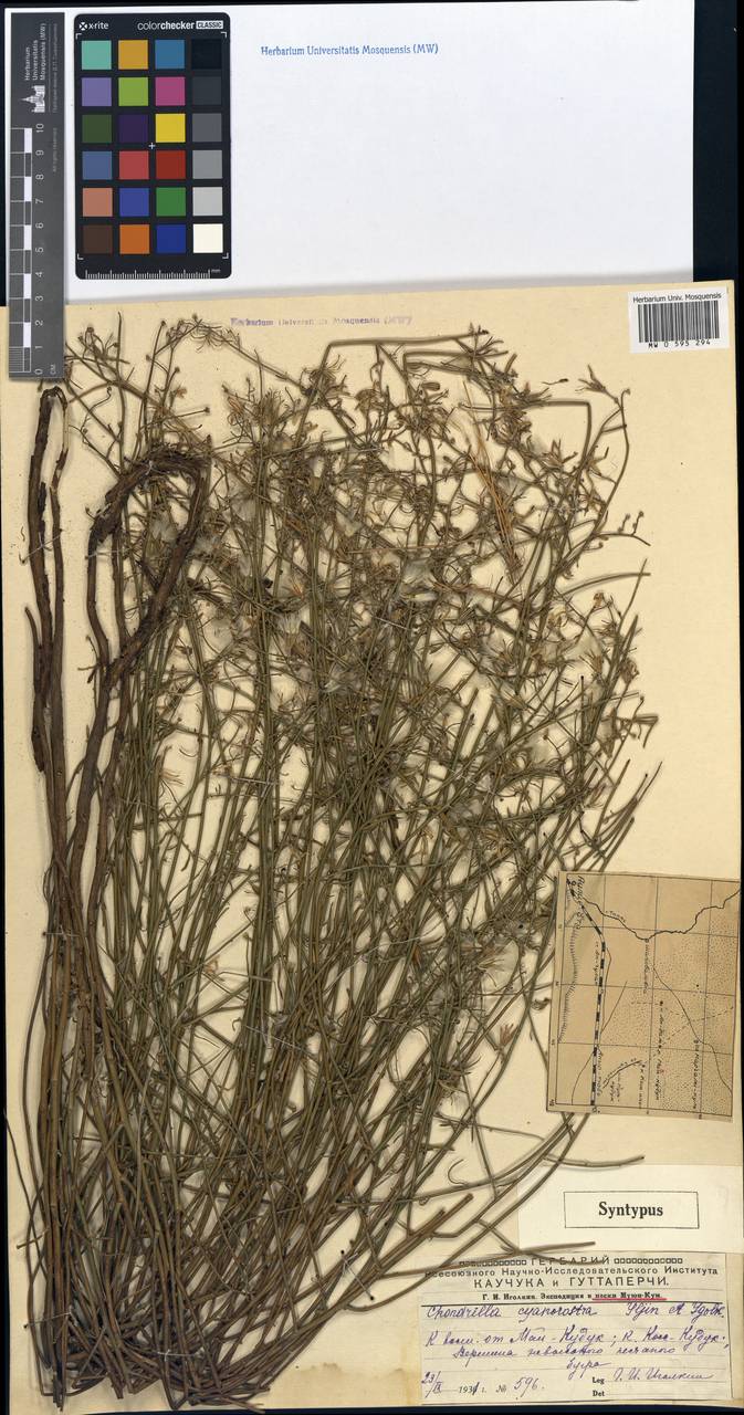 Chondrilla cyanorostris, Middle Asia, Muyunkumy, Balkhash & Betpak-Dala (M9) (Kazakhstan)