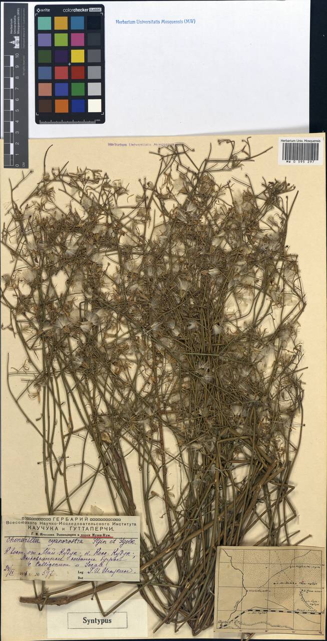 Chondrilla cyanorostris, Middle Asia, Muyunkumy, Balkhash & Betpak-Dala (M9) (Kazakhstan)