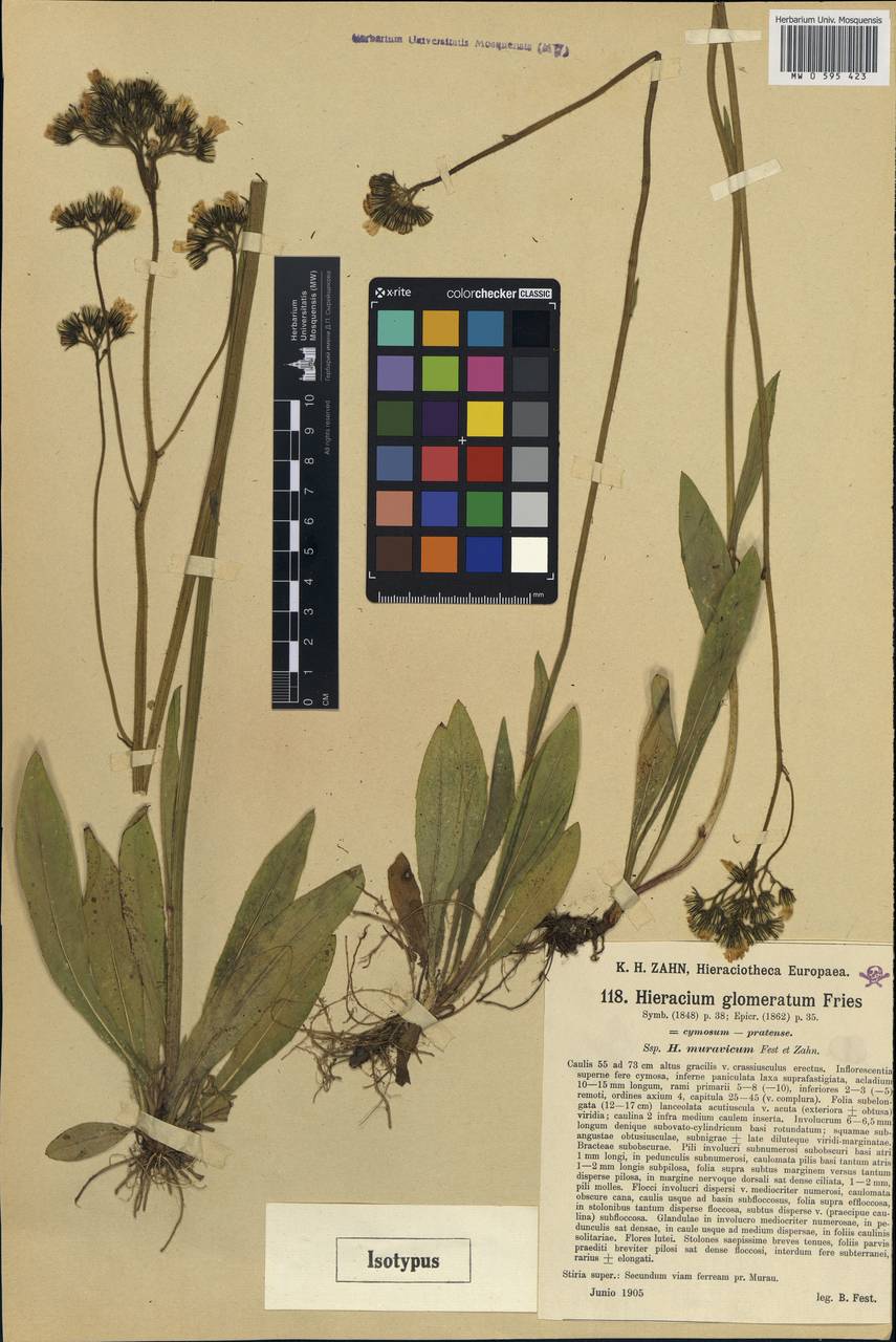 Hieracium glomeratum, Western Europe (EUR) (Austria)