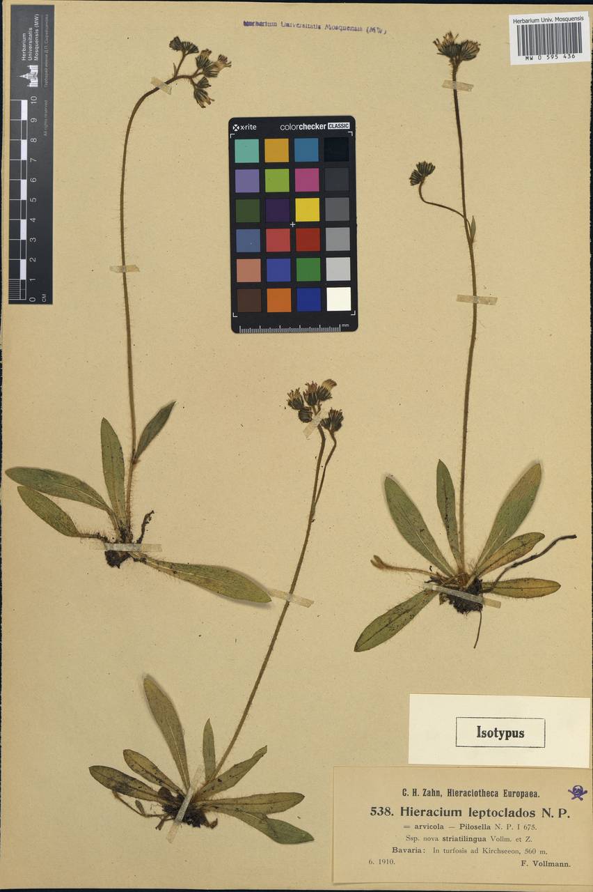 Pilosella leptoclados (Peter) Soják, Western Europe (EUR) (Germany)