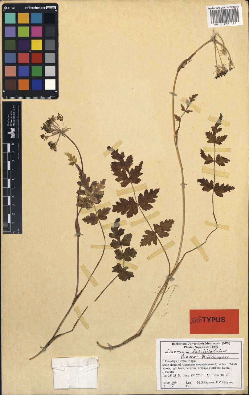 Sinocarum latifoliolatum Pimenov & Kljuykov, South Asia, South Asia (Asia outside ex-Soviet states and Mongolia) (ASIA) (Nepal)