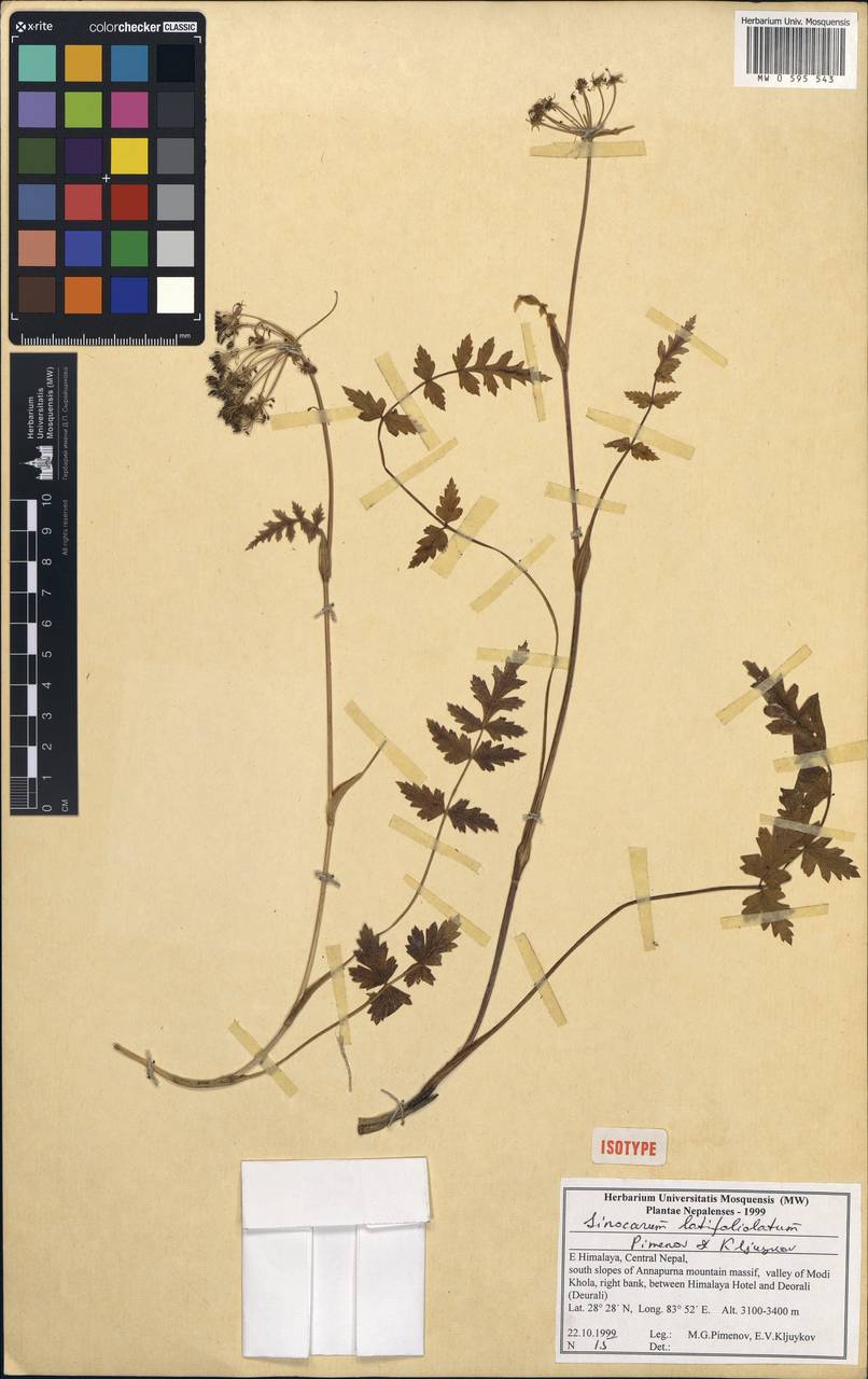 Sinocarum latifoliolatum Pimenov & Kljuykov, South Asia, South Asia (Asia outside ex-Soviet states and Mongolia) (ASIA) (Nepal)