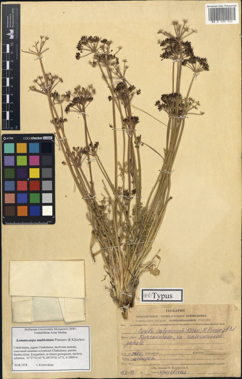 Lomatocarpa multivittata Pimenov & Kljuykov, Middle Asia, Western Tian Shan & Karatau (M3) (Uzbekistan)