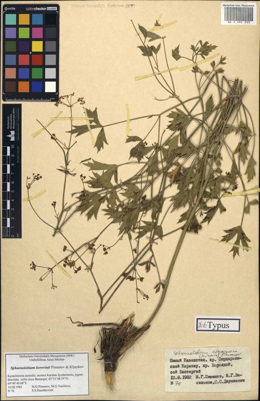 Sphaenolobium korovinii Pimenov & Kljuykov, Middle Asia, Western Tian Shan & Karatau (M3) (Kazakhstan)