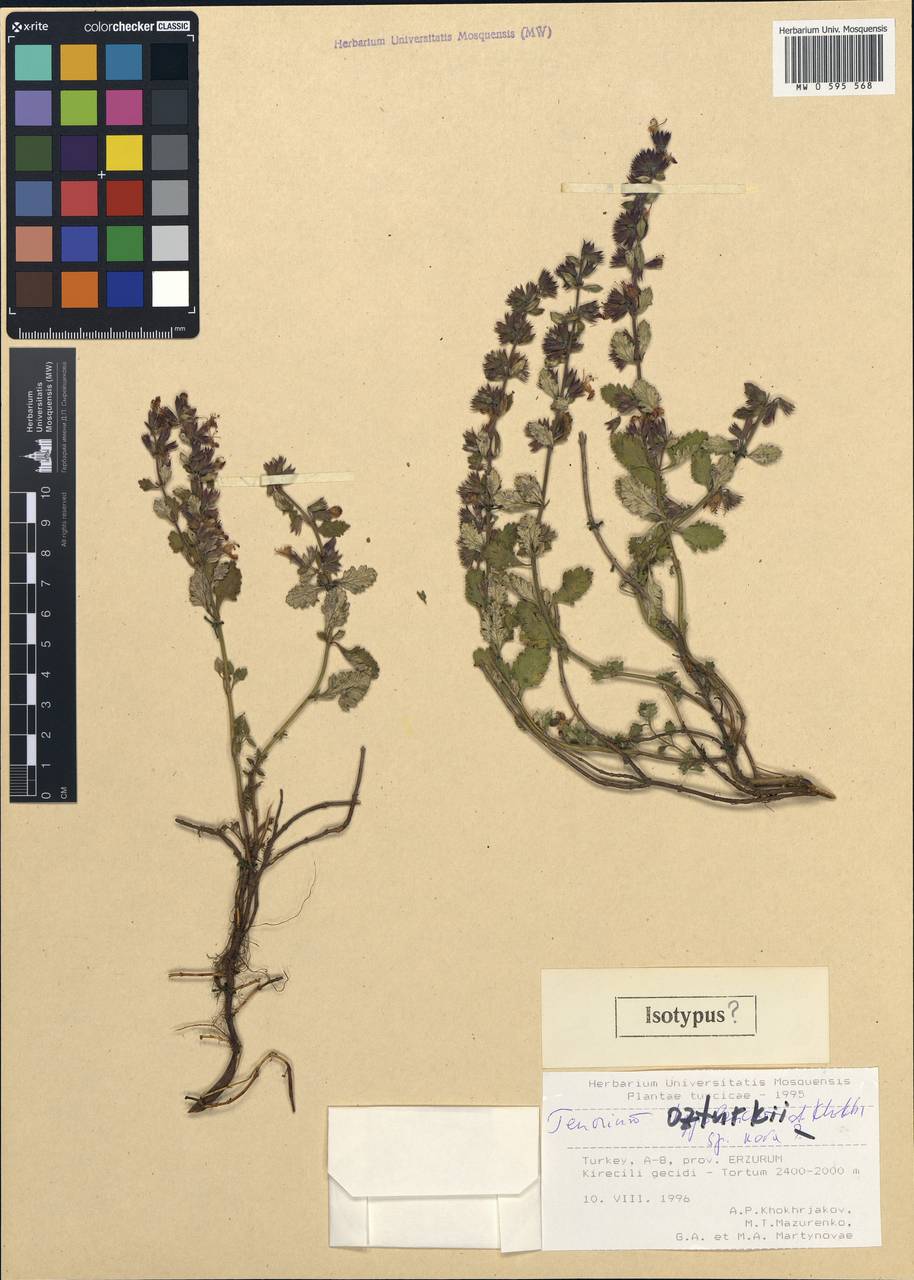 Teucrium ozturkii A.P.Khokhr., South Asia, South Asia (Asia outside ex-Soviet states and Mongolia) (ASIA) (Turkey)
