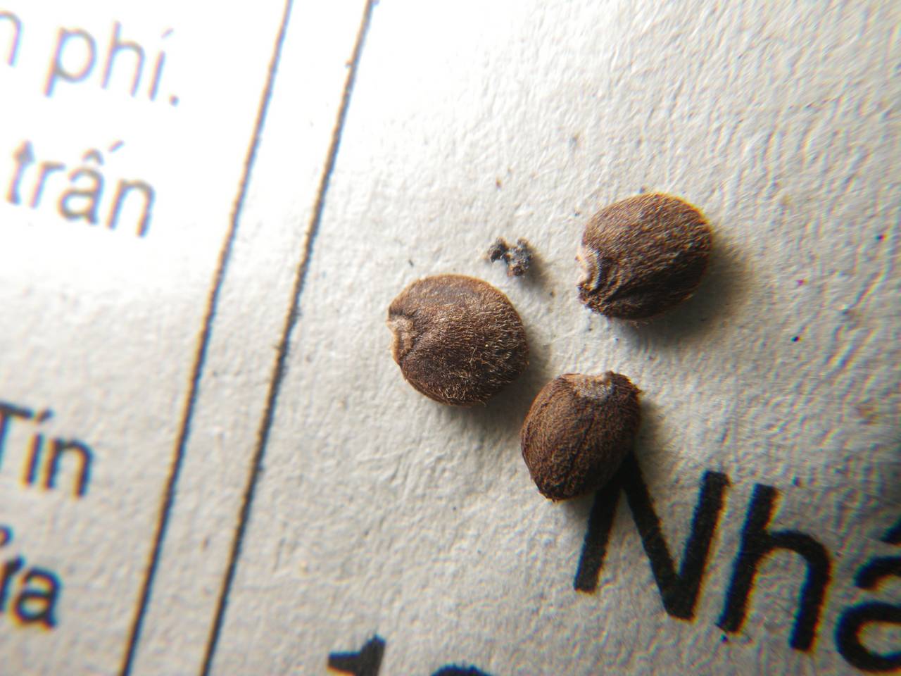 Strobilanthes barbigera J. R. I. Wood, Nuraliev & Scotland, South Asia, South Asia (Asia outside ex-Soviet states and Mongolia) (ASIA) (Vietnam)