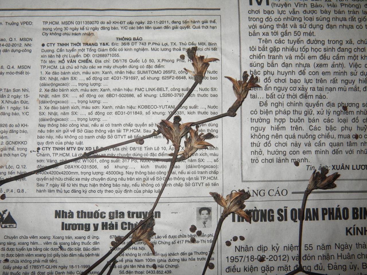 Strobilanthes barbigera J. R. I. Wood, Nuraliev & Scotland, South Asia, South Asia (Asia outside ex-Soviet states and Mongolia) (ASIA) (Vietnam)