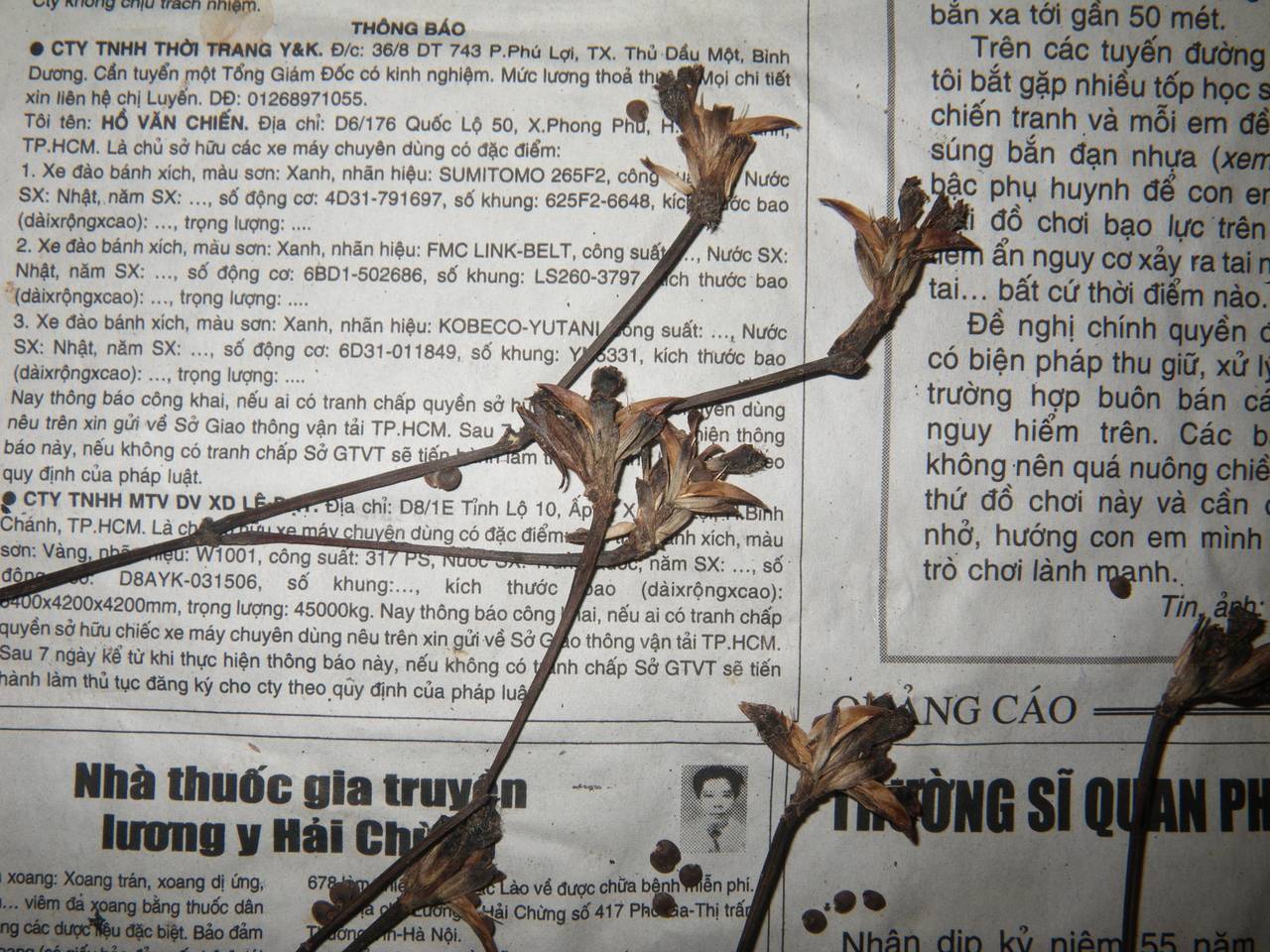 Strobilanthes barbigera J. R. I. Wood, Nuraliev & Scotland, South Asia, South Asia (Asia outside ex-Soviet states and Mongolia) (ASIA) (Vietnam)