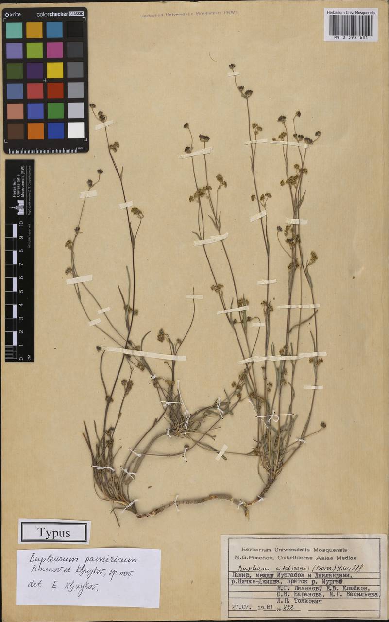 Bupleurum pamiricum Pimenov & Kljuykov, Middle Asia, Pamir & Pamiro-Alai (M2) (Tajikistan)