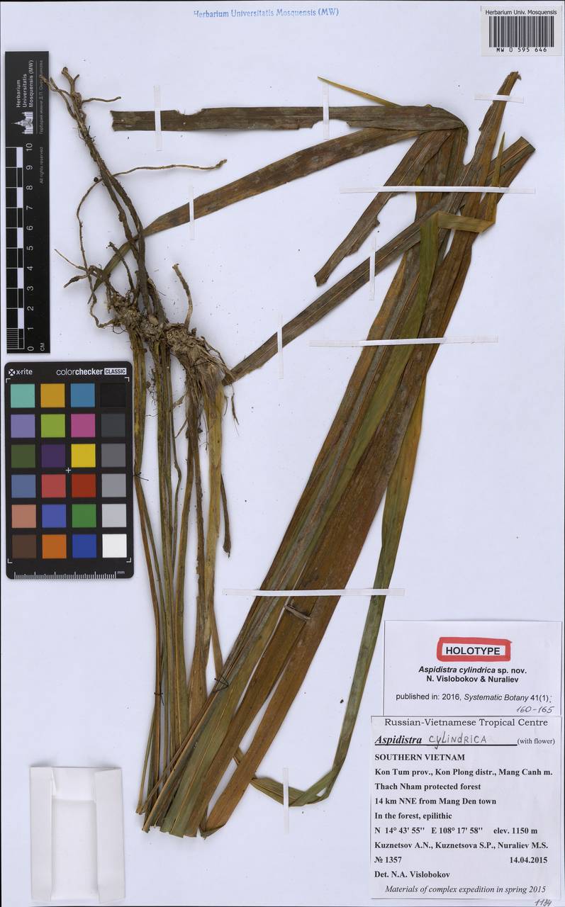 Aspidistra cylindrica Vislobokov & Nuraliev, South Asia, South Asia (Asia outside ex-Soviet states and Mongolia) (ASIA) (Vietnam)