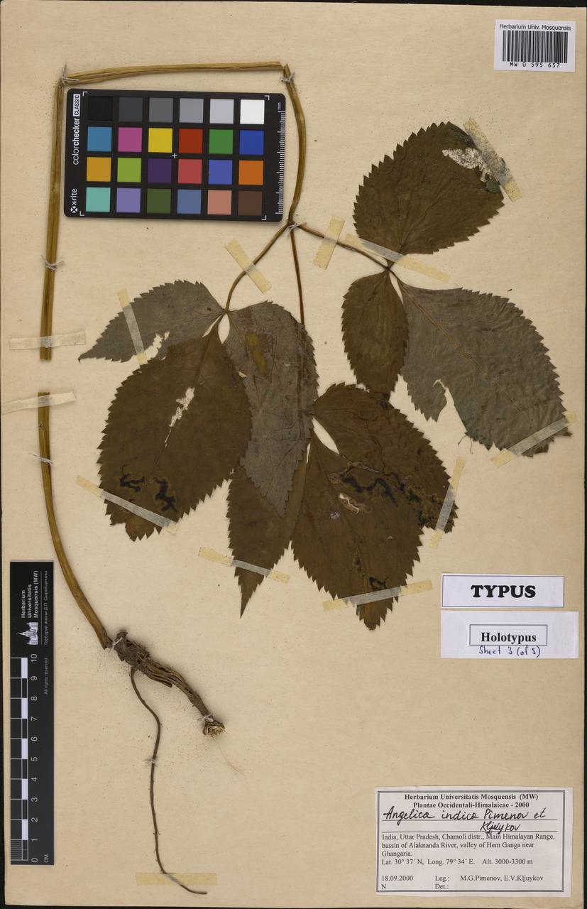 Angelica indica Pimenov & Kljuykov, South Asia, South Asia (Asia outside ex-Soviet states and Mongolia) (ASIA) (India)