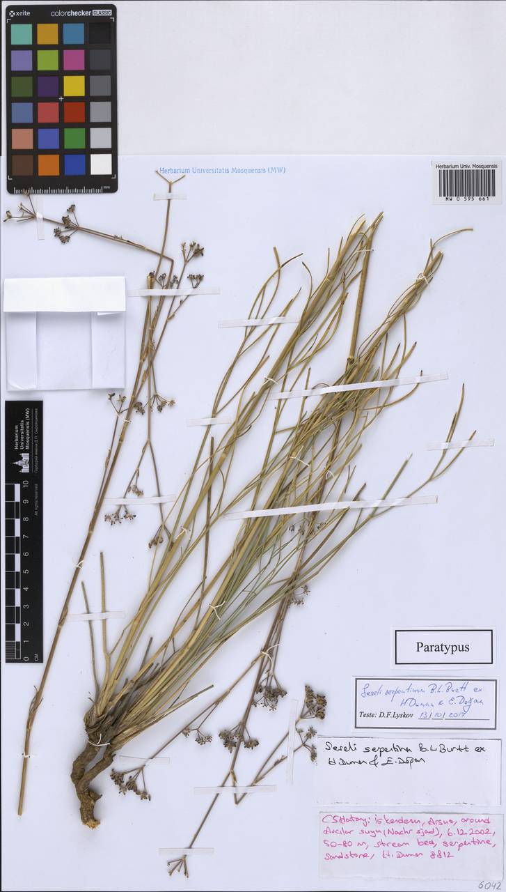 Seseli serpentinum B.L.Burtt ex H.Duman & E.Doğan, South Asia, South Asia (Asia outside ex-Soviet states and Mongolia) (ASIA) (Turkey)