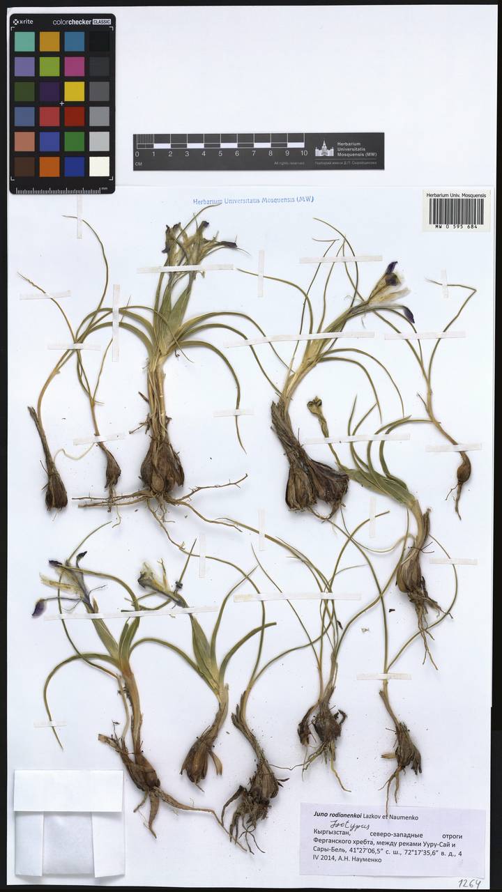 Iris rodionenkoi (Lazkov & Naumenko) T.Hall, Middle Asia, Western Tian Shan & Karatau (M3) (Kyrgyzstan)