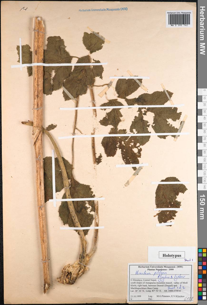 Heracleum piliferum Kljuykov & Lyskov, South Asia, South Asia (Asia outside ex-Soviet states and Mongolia) (ASIA) (Nepal)