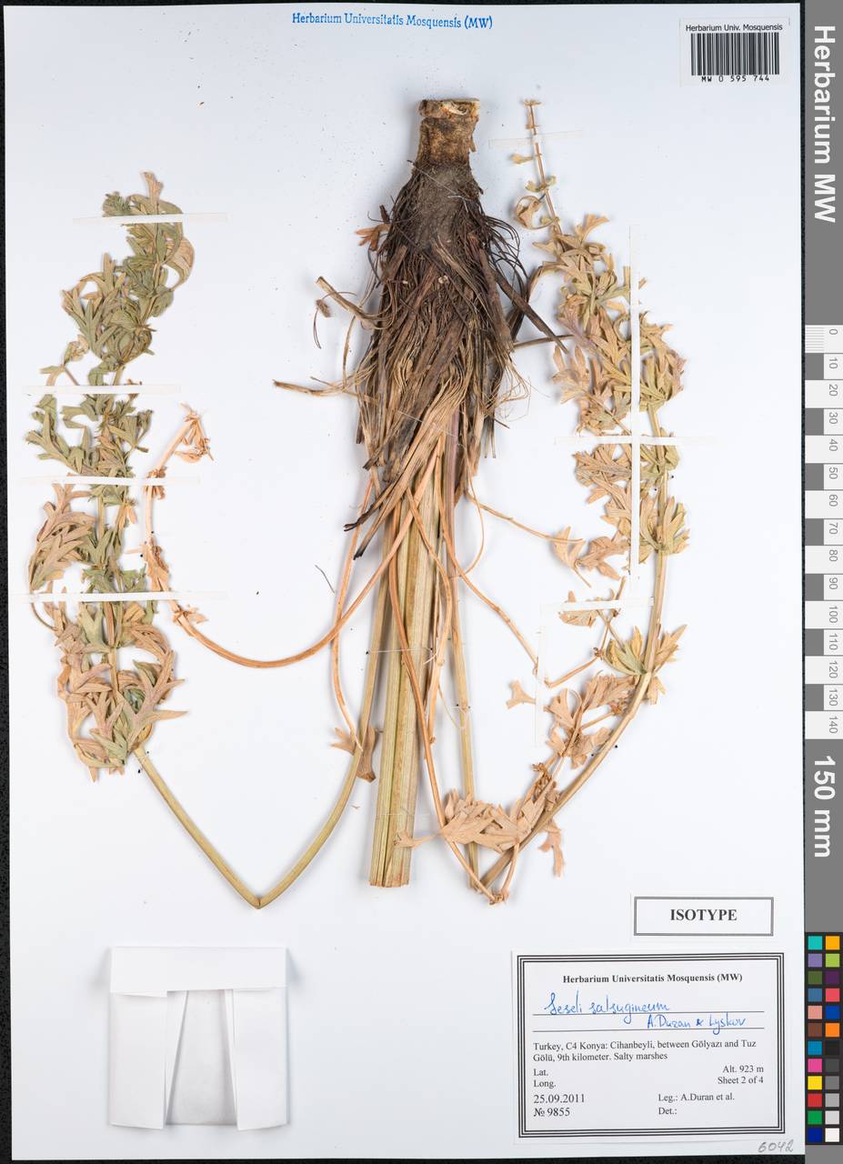 Seseli salsugineum A.Duran & Lyskov, South Asia, South Asia (Asia outside ex-Soviet states and Mongolia) (ASIA) (Turkey)