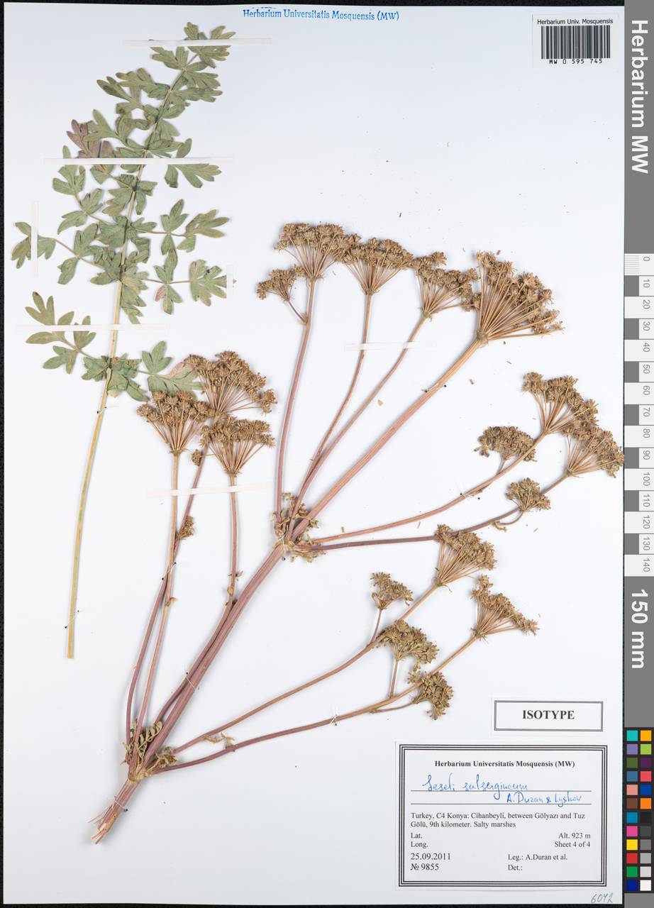 Seseli salsugineum A.Duran & Lyskov, South Asia, South Asia (Asia outside ex-Soviet states and Mongolia) (ASIA) (Turkey)