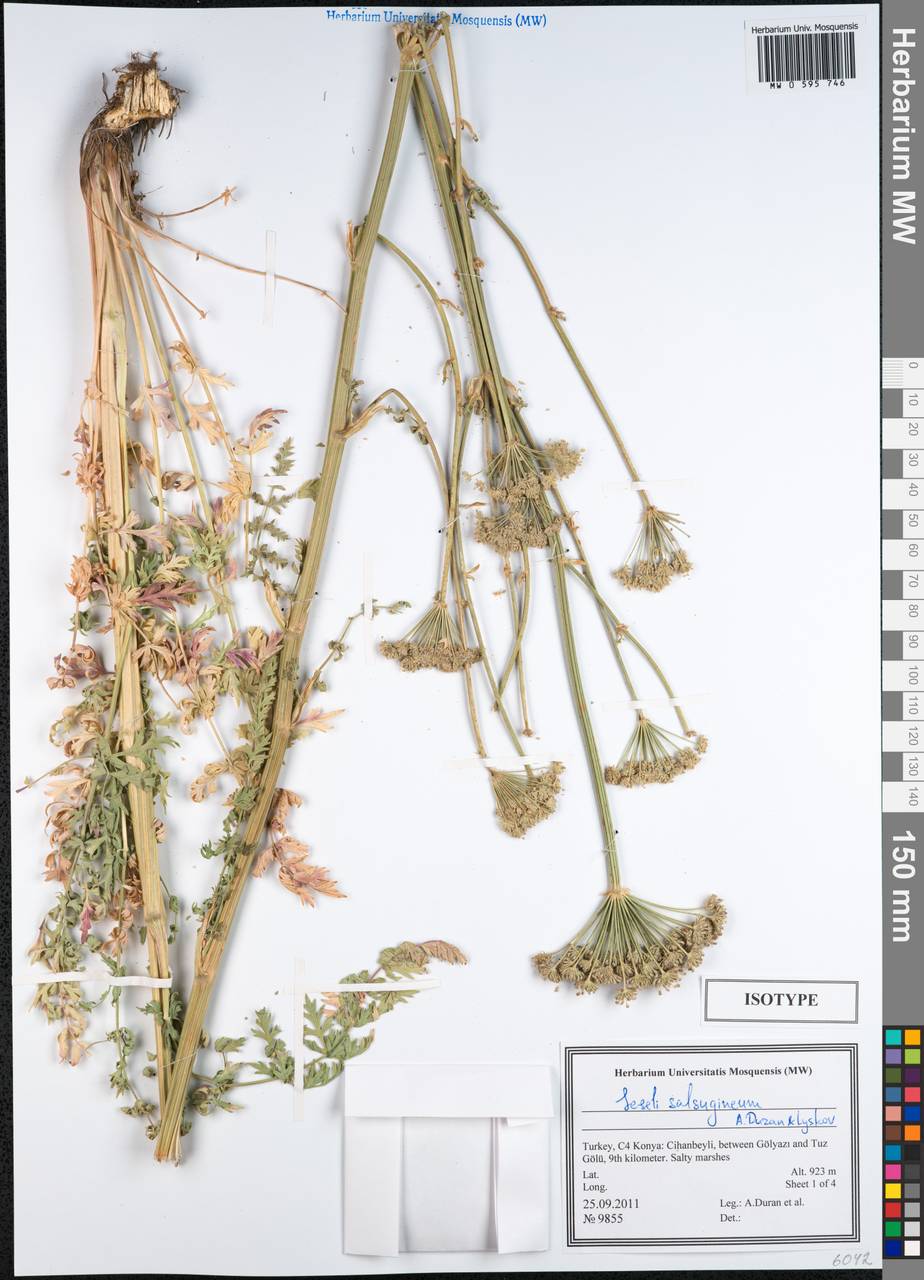 Seseli salsugineum A.Duran & Lyskov, South Asia, South Asia (Asia outside ex-Soviet states and Mongolia) (ASIA) (Turkey)