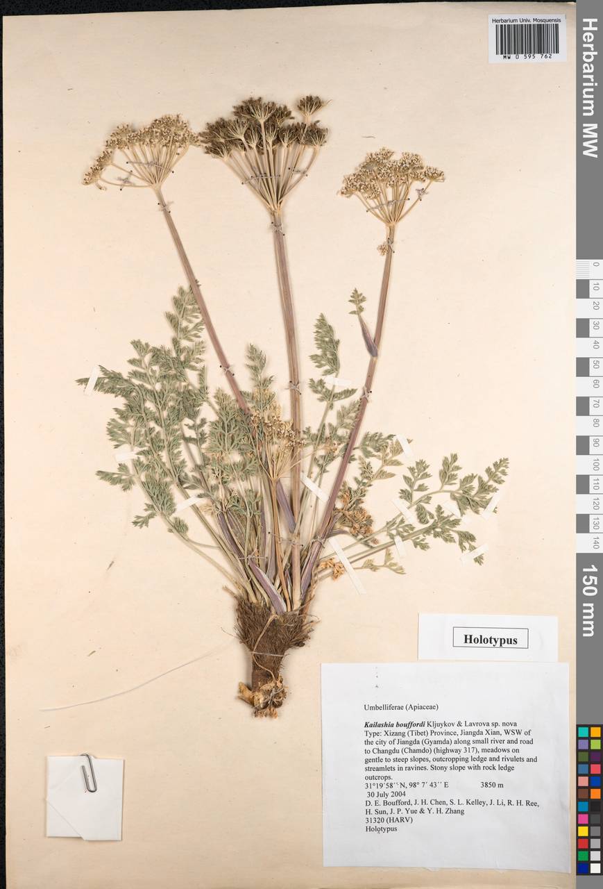 Kailashia bouffordii Kljuykov & Lavrova, South Asia, South Asia (Asia outside ex-Soviet states and Mongolia) (ASIA) (China)