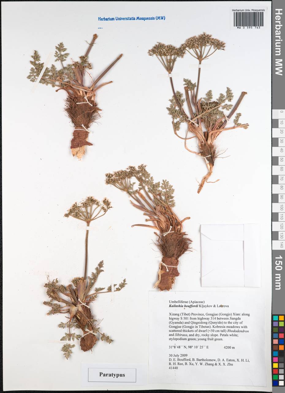 Kailashia bouffordii Kljuykov & Lavrova, South Asia, South Asia (Asia outside ex-Soviet states and Mongolia) (ASIA) (China)