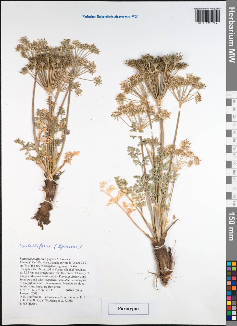 Kailashia bouffordii Kljuykov & Lavrova, South Asia, South Asia (Asia outside ex-Soviet states and Mongolia) (ASIA) (China)