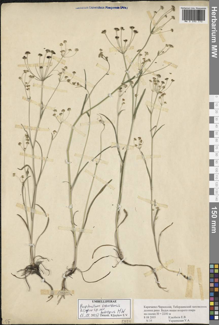 Bupleurum teberdense Kljuykov, Caucasus, Stavropol Krai, Karachay-Cherkessia & Kabardino-Balkaria (K1b) (Russia)