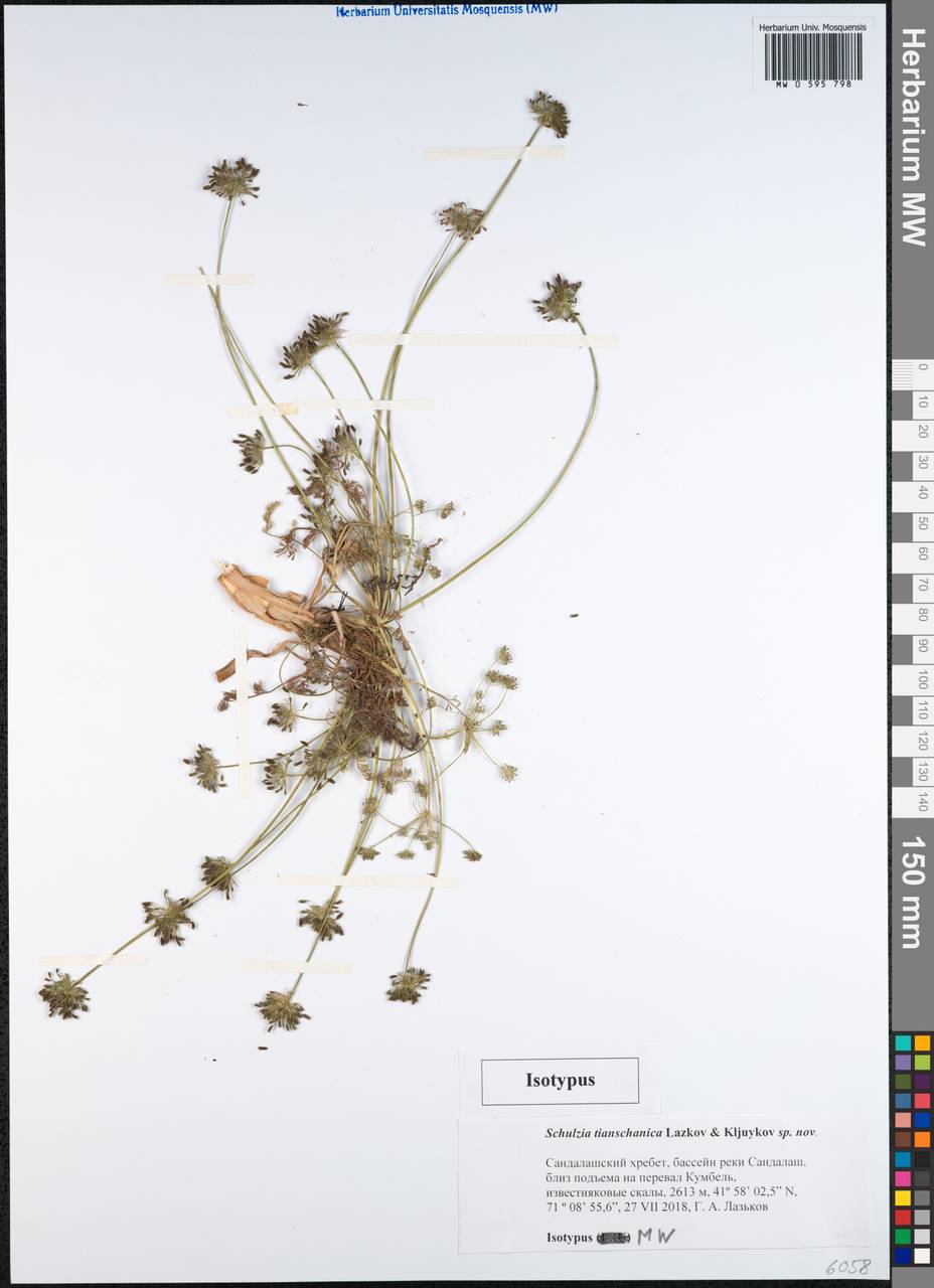 Schulzia albiflora var. tianschanica (Lazkov & Kljuykov) Pimenov, Middle Asia, Western Tian Shan & Karatau (M3) (Kyrgyzstan)