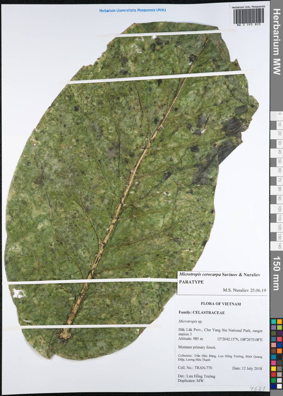 Microtropis cerocarpa Savinov & Nuraliev, South Asia, South Asia (Asia outside ex-Soviet states and Mongolia) (ASIA) (Vietnam)