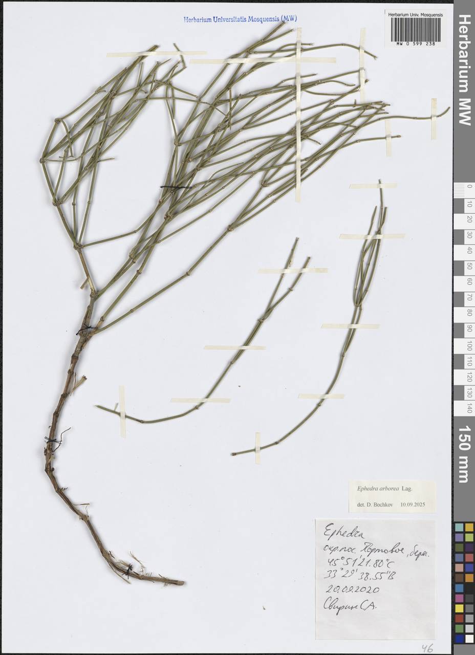 Ephedra distachya subsp. distachya, Crimea (KRYM) (Russia)