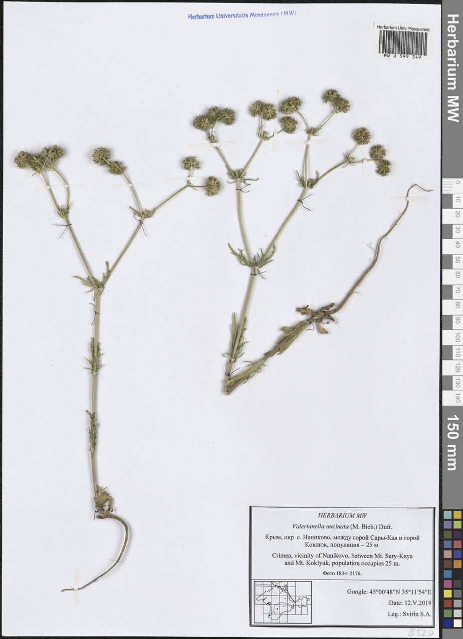 Valerianella uncinata (M. Bieb.) Dufr., Crimea (KRYM) (Russia)