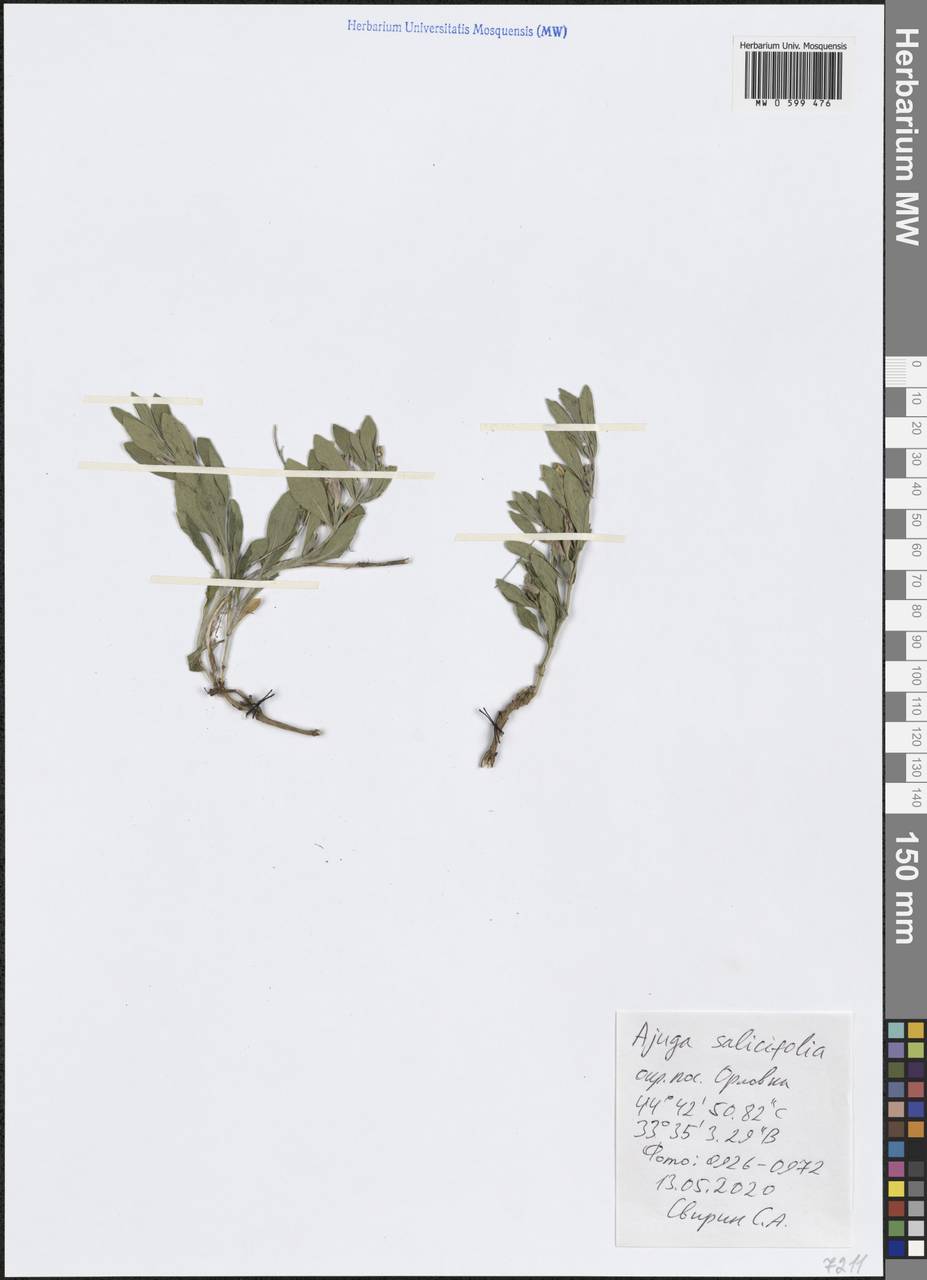 Ajuga salicifolia (L.) Schreb., Crimea (KRYM) (Russia)