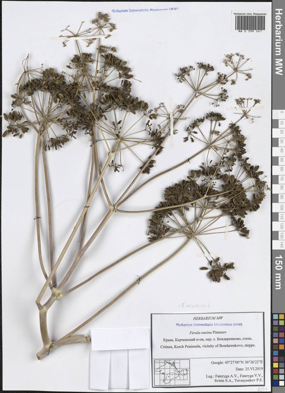 Ferula orientalis L., Crimea (KRYM) (Russia)