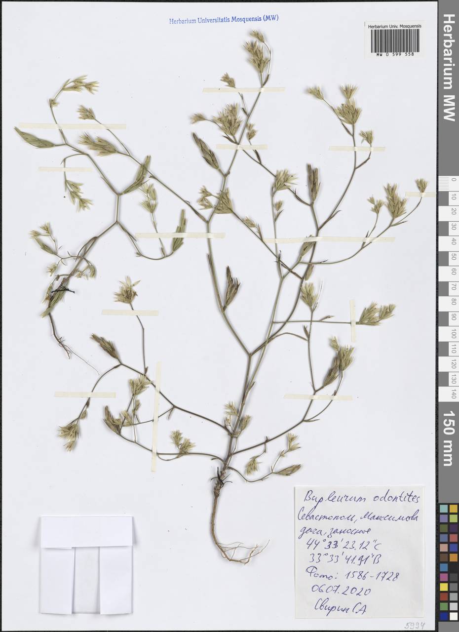 Bupleurum odontites L., Crimea (KRYM) (Russia)