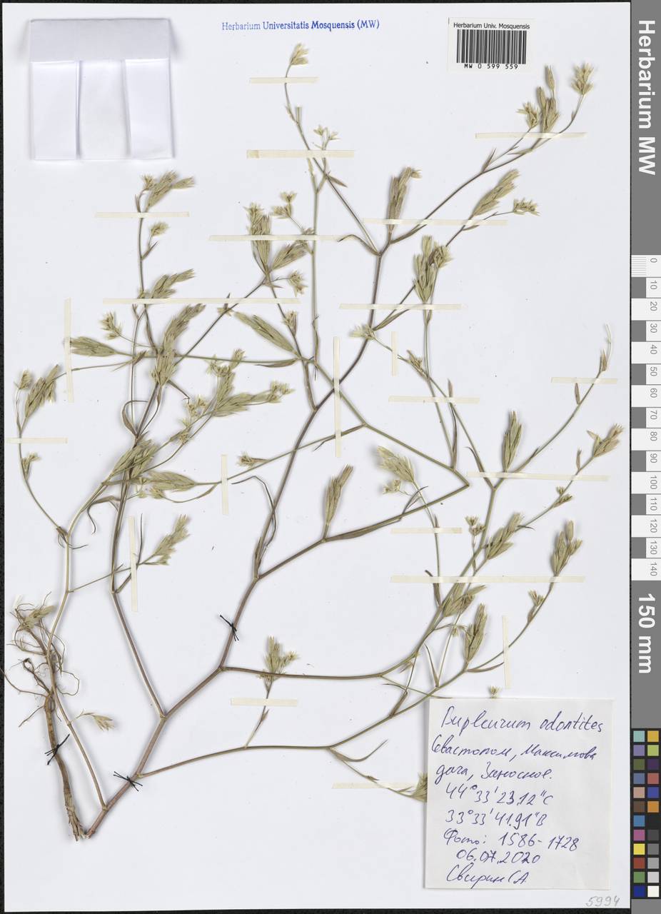 Bupleurum odontites L., Crimea (KRYM) (Russia)